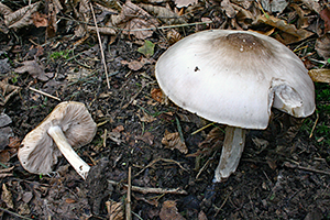 Pluteus salicinus - willow shield